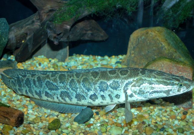pescado|pez cabeza|cabo|jefe de serpiente pescado|pez cabeza|cabo|jefe de serpiente