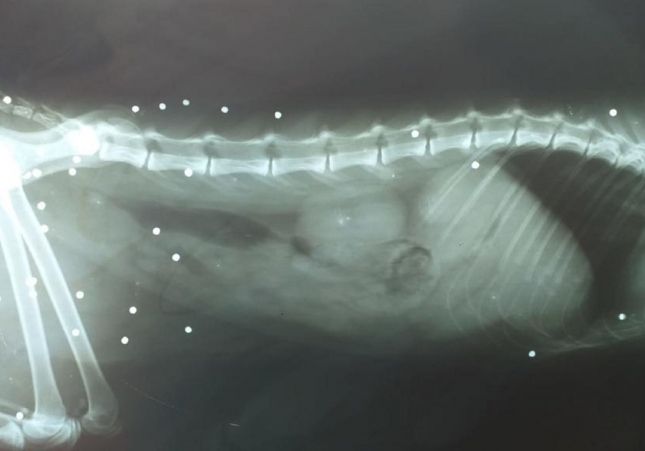 radiografia gat mallorca radiografia gat mallorca