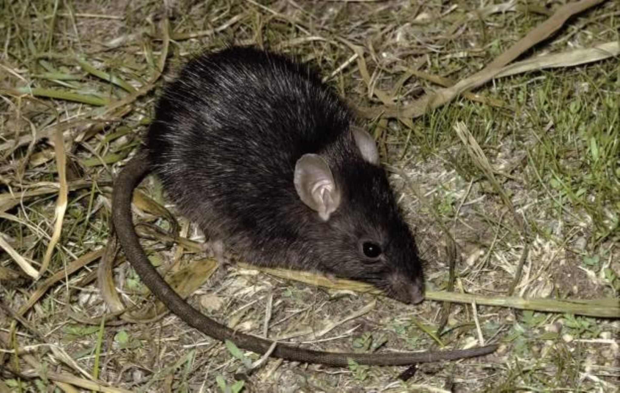 Alerta Una Peligrosa Plaga De Ratas Negras Llega A Espana