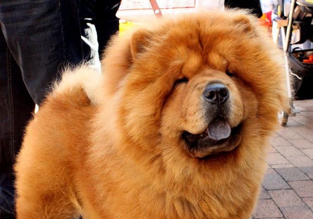 Perro Chow Chow Wikipedia Perro Chow Chow Wikipedia