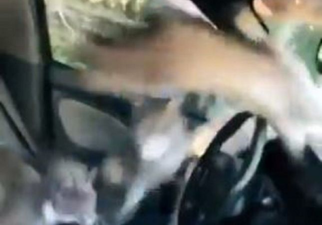 VÍDEO: Se deja las ventanas del coche abiertas y encuentra gatos saltando dentro - El Caso