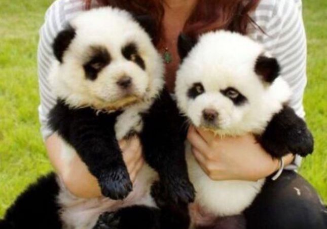 Perros Panda cassserafini Twitter Perros Panda cassserafini Twitter