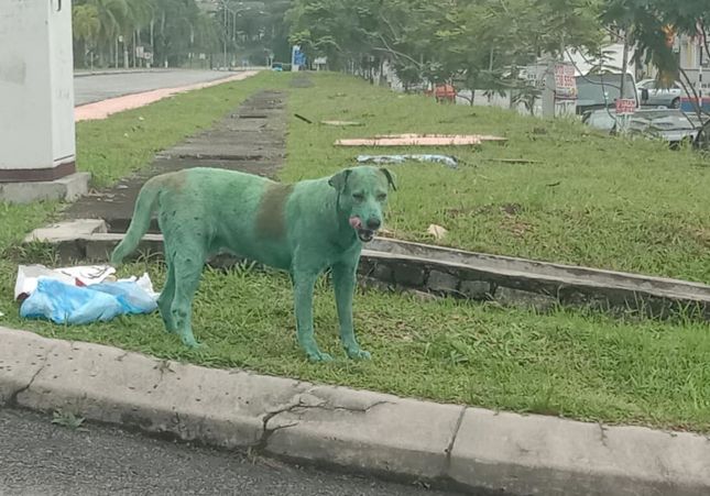 Perro verde abandonada_ Foto: Shazreen Othuman / Facebook Perro verde abandonada_ Foto: Shazreen Othuman / Facebook