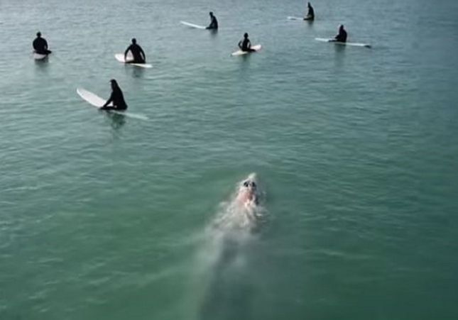 VÍDEO: Una gigante ballena azul sorprende a un grupo de surfistas y nada entre ellos - El Caso