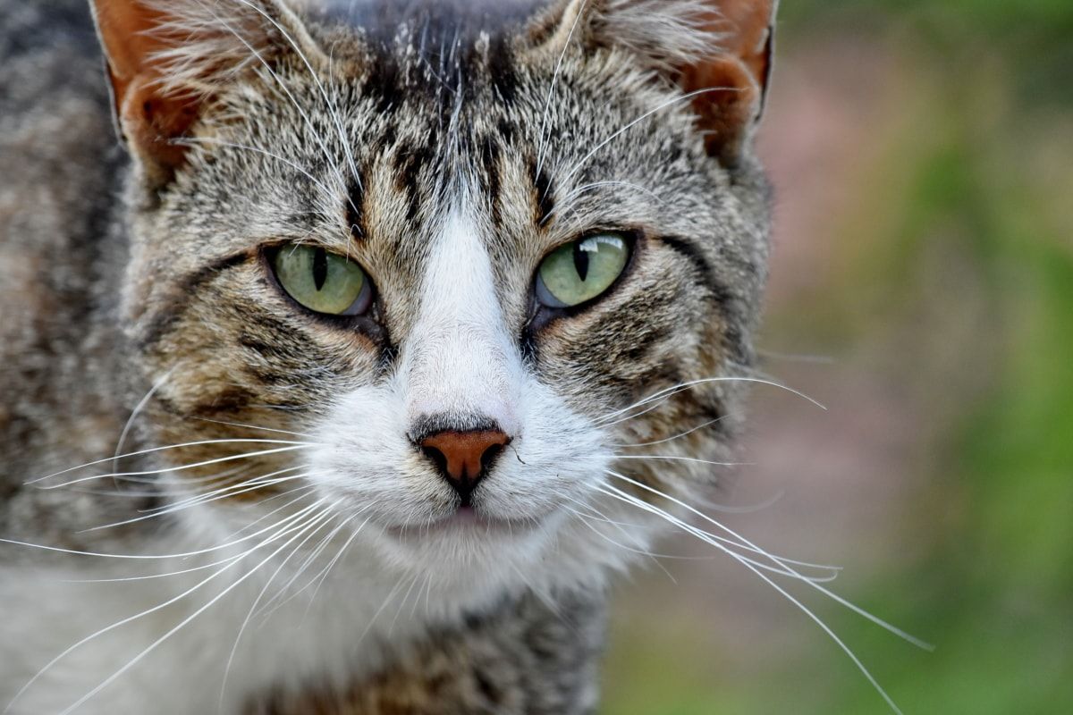 Gato / Pixabay Gato / Pixabay