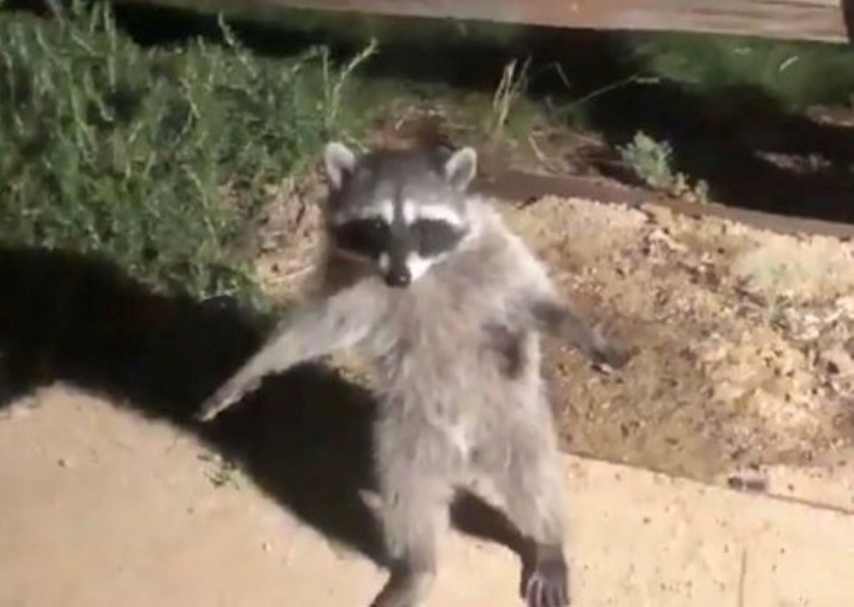 Video Viral Dos Mapaches Fingen Ser Una Estatua Cuando Los Pillan En El Jardin