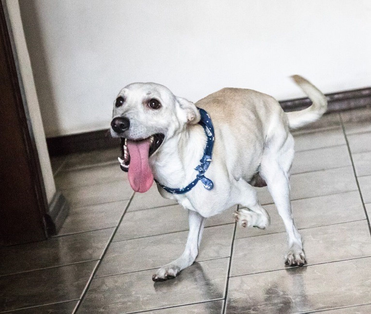 Video Las Tristes Imagenes De Un Perro Discapacitado Abandonado Dos Veces En Un Dia