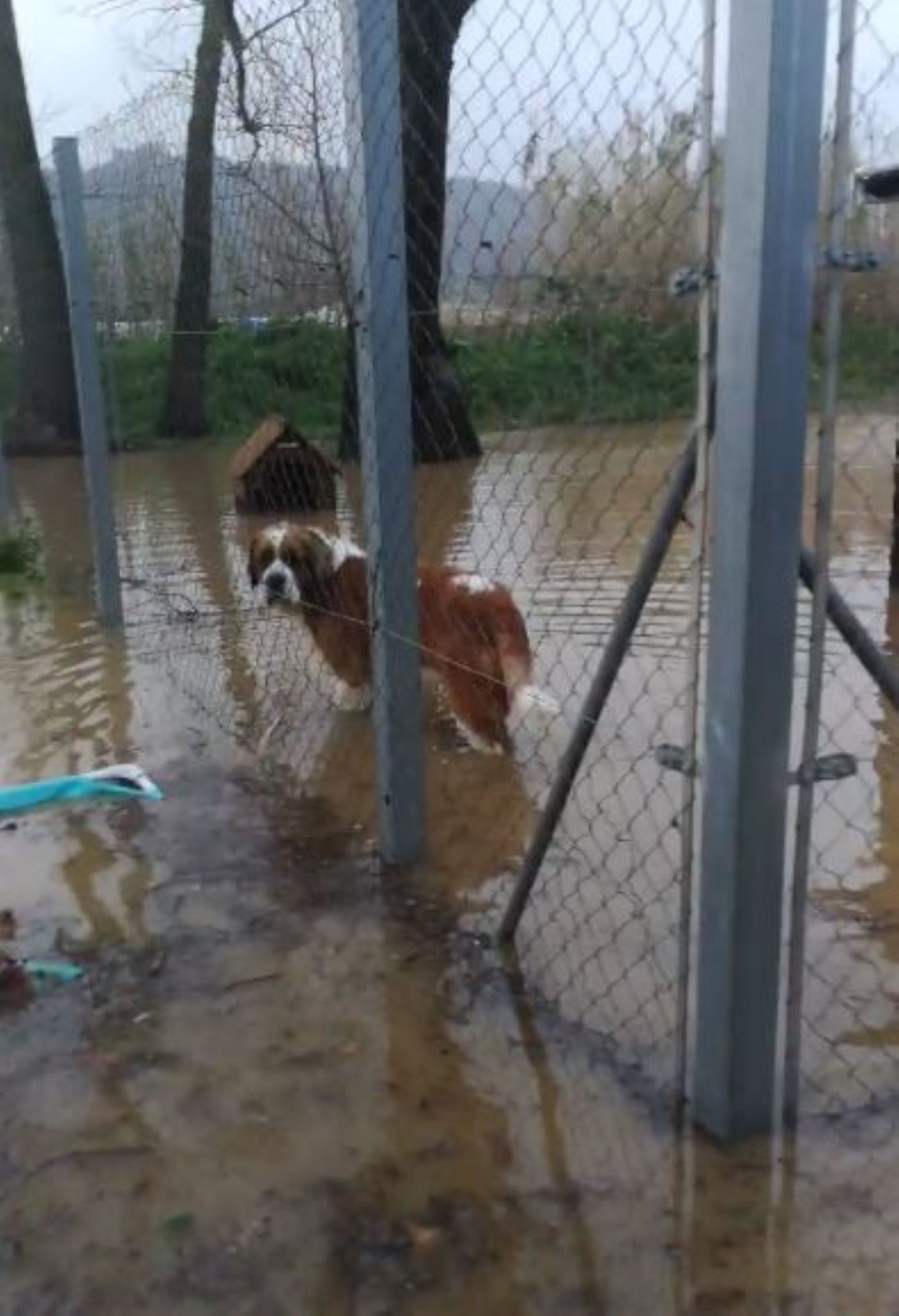 Video Se Inunda Una Protectora De Animales Y Piden Ayuda Para Sacar A Los Perros Atrapados