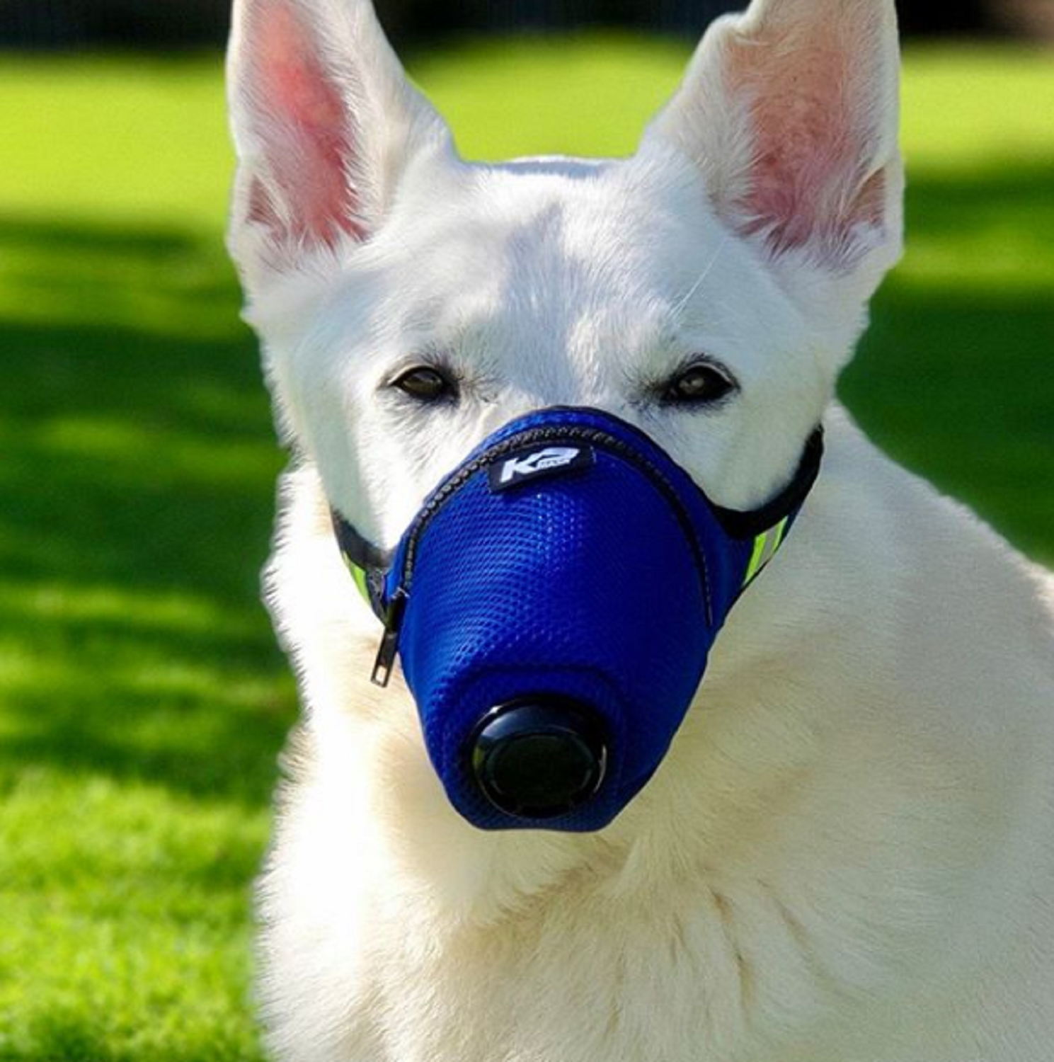 Video Perros Y Gatos Con Mascarilla Por El Coronavirus