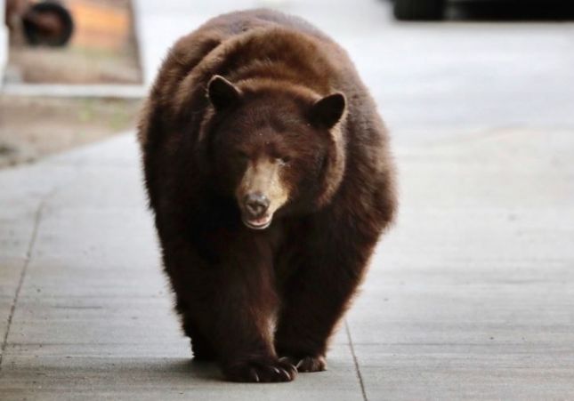 hueso|oso hueso|oso