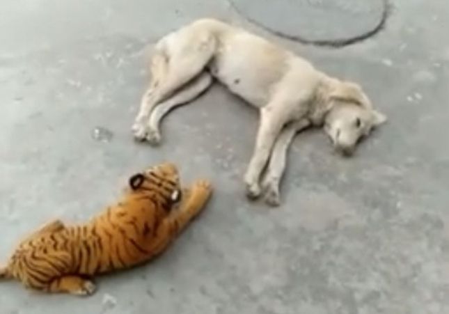 tigre de bengala peluche