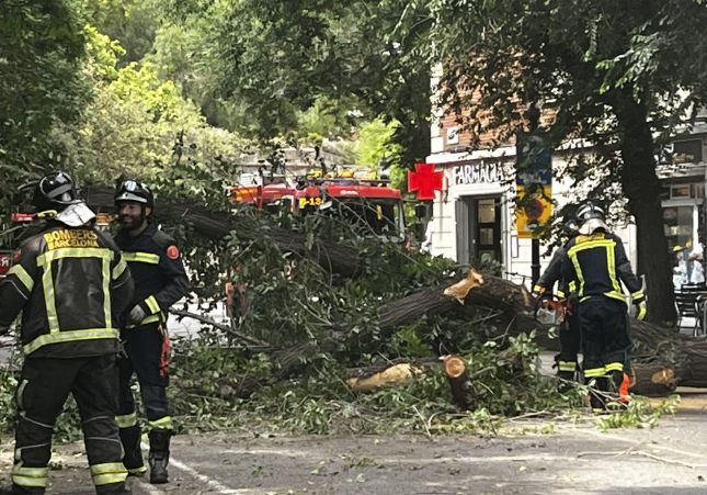 Arbre Cau Barcelona Raval Ciutat Vella Arbre Cau Barcelona Raval Ciutat Vella