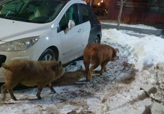 Los tres cerditos / VK.com Los tres cerditos / VK.com