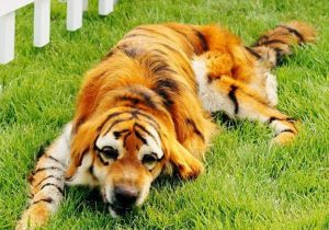 Perro tigre / Barcroft Medi