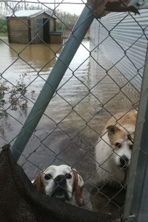 Perros protectora agua Perros protectora agua