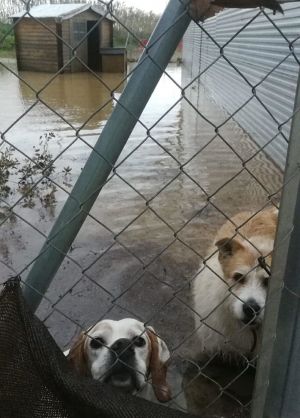 Perros protectora agua Perros protectora agua